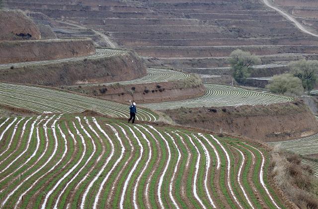 (251111) -- BEIJING, Nov. 11, 2025 (Xinhua) -- A farmer works in a winter wheat field in Jingning County of Pingliang City, northwest China's Gansu Province, Nov. 10, 2025. As of Nov. 10, nearly 70 percent of the winter wheat has been sowed across the country. (Photo by Wang Yi/Xinhua)