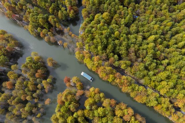(251112) -- BEIJING, Nov. 12, 2025 (Xinhua) -- An aerial drone photo taken on Nov. 11, 2025 shows tourists taking a boat tour in Fangtang Township of Ningguo City, east China's Anhui Province. (Xinhua/Cao Li)