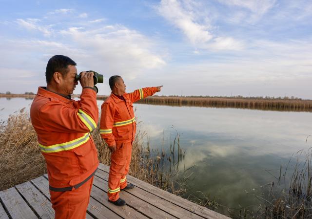 (251112) -- SHIZUISHAN, Nov. 12, 2025 (Xinhua) -- Staff members observe migratory birds at the Tianhewan National Wetland Park in Pingluo County of Shizuishan, northwest China's Ningxia Hui Autonomous Region, Nov. 11, 2025.
  Located in Pingluo County of Ningxia and adjacent to the Yellow River, the Tianhewan National Wetland Park serves as an important ecological barrier in the Yellow River Basin. 
   Pingluo County has stepped up its efforts to protect the Yellow River Wetland in recent years, pushing ahead with ecological restoration and governance of the wetland. It has woven an ecological protection network to safeguard the home of migratory birds through intelligent monitoring platforms as well as patrols by professionals.
   Thanks to continuous improvement in its ecological environment, the park has turned into a paradise for migratory birds. (Xinhua/Yang Zhisen)