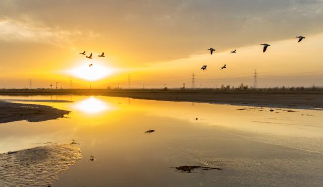 (251112) -- SHIZUISHAN, Nov. 12, 2025 (Xinhua) -- An aerial drone photo taken on Nov. 11, 2025 shows migratory birds flying over the Tianhewan National Wetland Park in Pingluo County of Shizuishan, northwest China's Ningxia Hui Autonomous Region.
  Located in Pingluo County of Ningxia and adjacent to the Yellow River, the Tianhewan National Wetland Park serves as an important ecological barrier in the Yellow River Basin. 
   Pingluo County has stepped up its efforts to protect the Yellow River Wetland in recent years, pushing ahead with ecological restoration and governance of the wetland. It has woven an ecological protection network to safeguard the home of migratory birds through intelligent monitoring platforms as well as patrols by professionals.
   Thanks to continuous improvement in its ecological environment, the park has turned into a paradise for migratory birds. (Xinhua/Yang Zhisen)