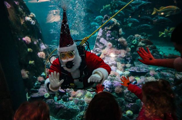 (251113) -- VANCOUVER, Nov. 13, 2025 (Xinhua) -- A diver dressed as Santa Claus interacts with children at the Vancouver Aquarium in Vancouver, British Columbia, Canada, Nov. 12, 2025. (Photo by Liang Sen/Xinhua)
