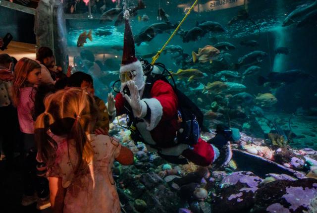 (251113) -- VANCOUVER, Nov. 13, 2025 (Xinhua) -- A diver dressed as Santa Claus interacts with children at the Vancouver Aquarium in Vancouver, British Columbia, Canada, Nov. 12, 2025. (Photo by Liang Sen/Xinhua)