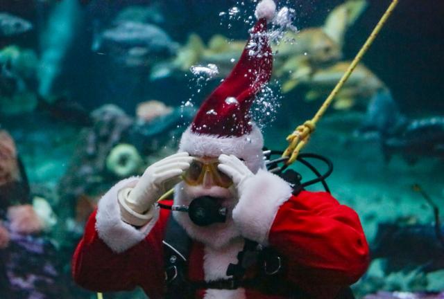 (251113) -- VANCOUVER, Nov. 13, 2025 (Xinhua) -- A diver dressed as Santa Claus performs at the Vancouver Aquarium in Vancouver, British Columbia, Canada, Nov. 12, 2025. (Photo by Liang Sen/Xinhua)