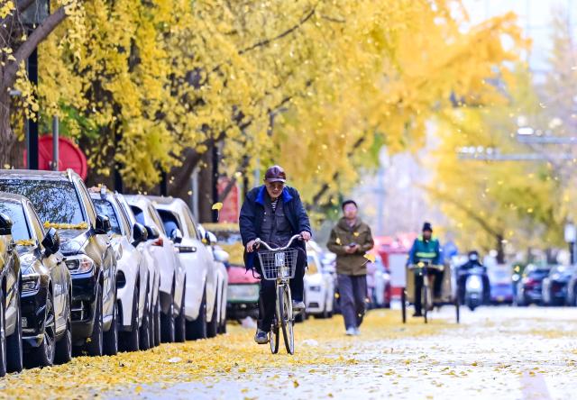 (251113) -- BEIJING, Nov. 13, 2025 (Xinhua) -- A man cycles in an alley amid falling leaves in Xicheng District of Beijing, capital of China, Nov. 12, 2025. (Xinhua/Chen Yehua)