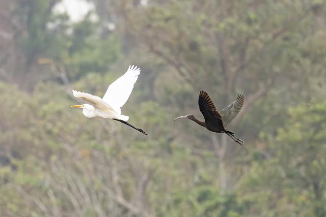 (251113) -- HAIKOU, Nov. 13, 2025 (Xinhua) -- This photo shows a glossy ibis (R) and a heron at the Haiwei National Wetland Park in Changjiang Li Autonomous County, south China's Hainan Province, Nov. 5, 2025.
  A glossy ibis has recently been sighted at the park, marking the second consecutive year of glossy ibis visiting here.
  A total of 13 glossy ibises, a first-class protected species in China, was recorded at the Haiwei National Wetland Park last year, setting a new record for the number of glossy ibises spotted in Hainan. (Photo by Xue Meili/Xinhua)
