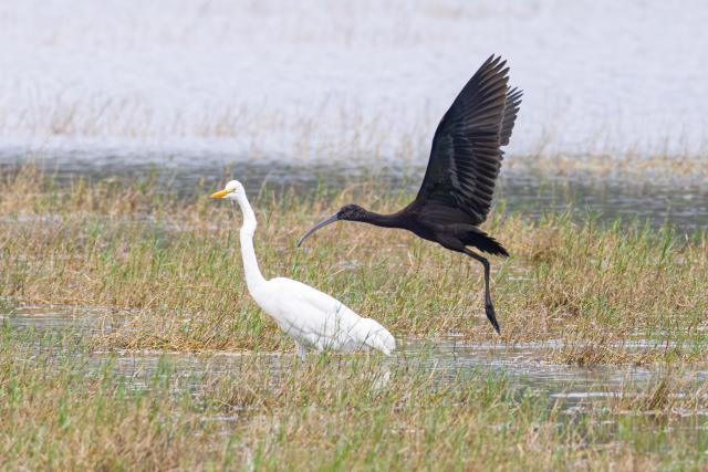 (251113) -- HAIKOU, Nov. 13, 2025 (Xinhua) -- This photo shows a glossy ibis (R) and a heron at the Haiwei National Wetland Park in Changjiang Li Autonomous County, south China's Hainan Province, Nov. 5, 2025.
  A glossy ibis has recently been sighted at the park, marking the second consecutive year of glossy ibis visiting here.
  A total of 13 glossy ibises, a first-class protected species in China, was recorded at the Haiwei National Wetland Park last year, setting a new record for the number of glossy ibises spotted in Hainan. (Photo by Xue Meili/Xinhua)