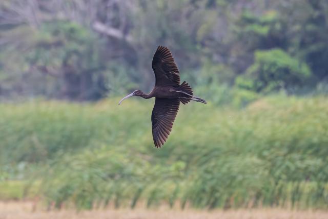 (251113) -- HAIKOU, Nov. 13, 2025 (Xinhua) -- A glossy ibis flies at the Haiwei National Wetland Park in Changjiang Li Autonomous County, south China's Hainan Province, Nov. 5, 2025.
  A glossy ibis has recently been sighted at the park, marking the second consecutive year of glossy ibis visiting here.
  A total of 13 glossy ibises, a first-class protected species in China, was recorded at the Haiwei National Wetland Park last year, setting a new record for the number of glossy ibises spotted in Hainan. (Photo by Xue Meili/Xinhua)