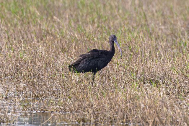 (251113) -- HAIKOU, Nov. 13, 2025 (Xinhua) -- A glossy ibis is pictured at the Haiwei National Wetland Park in Changjiang Li Autonomous County, south China's Hainan Province, Nov. 5, 2025.
  A glossy ibis has recently been sighted at the park, marking the second consecutive year of glossy ibis visiting here.
  A total of 13 glossy ibises, a first-class protected species in China, was recorded at the Haiwei National Wetland Park last year, setting a new record for the number of glossy ibises spotted in Hainan. (Photo by Xue Meili/Xinhua)