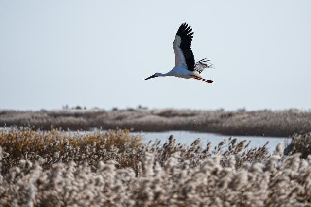 (251113) -- DONGYING, Nov. 13, 2025 (Xinhua) -- A white stork is seen at the Yellow River Delta National Nature Reserve in Dongying, east China's Shandong Province, Nov. 13, 2025. This nature reserve serves as a critical stopover for millions of migratory birds along the East Asian-Australasian and West Pacific flyways. The reserve annually hosts more than 200 migratory bird species, who flock here to breed, stop over, or stay for the winter. (Xinhua/Zhu Zheng)