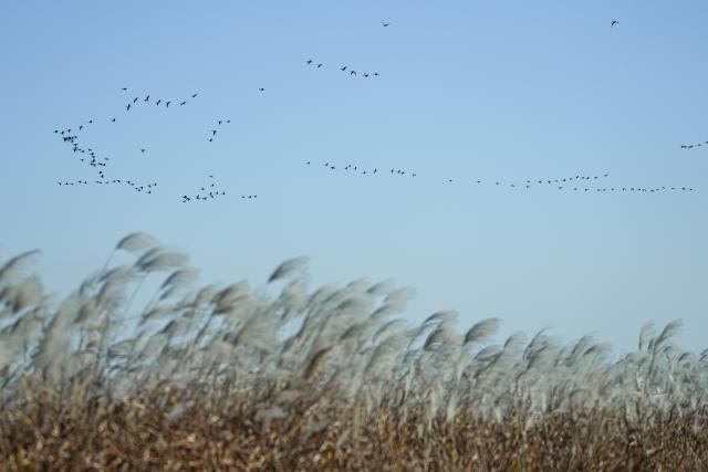 (251113) -- DONGYING, Nov. 13, 2025 (Xinhua) -- A flock of migratory birds flies over the Yellow River Delta National Nature Reserve in Dongying, east China's Shandong Province, Nov. 13, 2025. This nature reserve serves as a critical stopover for millions of migratory birds along the East Asian-Australasian and West Pacific flyways. The reserve annually hosts more than 200 migratory bird species, who flock here to breed, stop over, or stay for the winter. (Xinhua/Zhu Zheng)