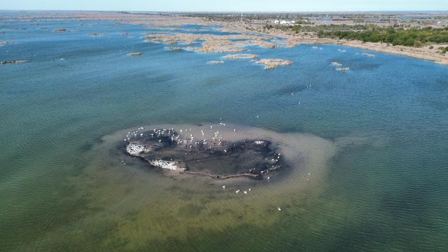 (251113) -- DONGYING, Nov. 13, 2025 (Xinhua) -- An aerial drone photo taken on Nov. 13, 2025 shows a flock of migratory birds perching on the wetland at the Yellow River Delta National Nature Reserve in Dongying, east China's Shandong Province. This nature reserve serves as a critical stopover for millions of migratory birds along the East Asian-Australasian and West Pacific flyways. The reserve annually hosts more than 200 migratory bird species, who flock here to breed, stop over, or stay for the winter. (Xinhua/Zhu Zheng)