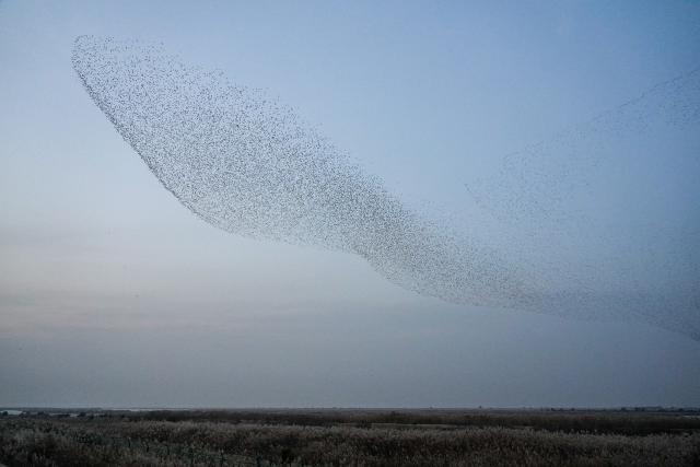 (251113) -- DONGYING, Nov. 13, 2025 (Xinhua) -- A flock of migratory birds flies over the Yellow River Delta National Nature Reserve in Dongying, east China's Shandong Province, Nov. 12, 2025. This nature reserve serves as a critical stopover for millions of migratory birds along the East Asian-Australasian and West Pacific flyways. The reserve annually hosts more than 200 migratory bird species, who flock here to breed, stop over, or stay for the winter. (Xinhua/Zhu Zheng)