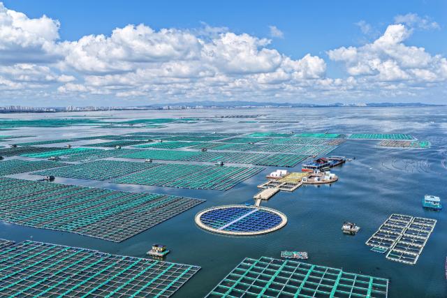 (251113) -- JINAN, Nov. 13, 2025 (Xinhua) -- An aerial drone photo taken on Sept. 13, 2025 shows an ecological marine cage breeding area in Rongcheng City, east China's Shandong Province. As a province noted for its major marine fishery economy, Shandong has been actively building marine farms in recent years, aiming to continuously enrich the "blue food depot."
   To date, Shandong has built 139 "marine farms" at or above the provincial level, including 71 at the national level, or 38 percent of the country's total at the level. The province now boasts an integrated industrial chain for marine fishery that ranges from aquaculture, fishing to intensive processing.
   The output of marine aquatic products in Shandong reached 8.25 million tonnes with an added value exceeding 100 billion yuan (about 14.09 billion U.S. dollars) in 2024, topping among all regions at the provincial level in the country. (Photo by Li Xinjun/Xinhua)