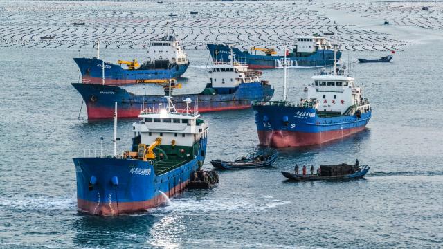 (251113) -- JINAN, Nov. 13, 2025 (Xinhua) -- An aerial drone photo taken on Nov. 11, 2025 shows boats loaded with abalone sailing southward to Fujian Province for the winter at an abalone farming area in Rongcheng City, east China's Shandong Province. As a province noted for its major marine fishery economy, Shandong has been actively building marine farms in recent years, aiming to continuously enrich the "blue food depot."
   To date, Shandong has built 139 "marine farms" at or above the provincial level, including 71 at the national level, or 38 percent of the country's total at the level. The province now boasts an integrated industrial chain for marine fishery that ranges from aquaculture, fishing to intensive processing.
   The output of marine aquatic products in Shandong reached 8.25 million tonnes with an added value exceeding 100 billion yuan (about 14.09 billion U.S. dollars) in 2024, topping among all regions at the provincial level in the country. (Photo by Li Xinjun/Xinhua)