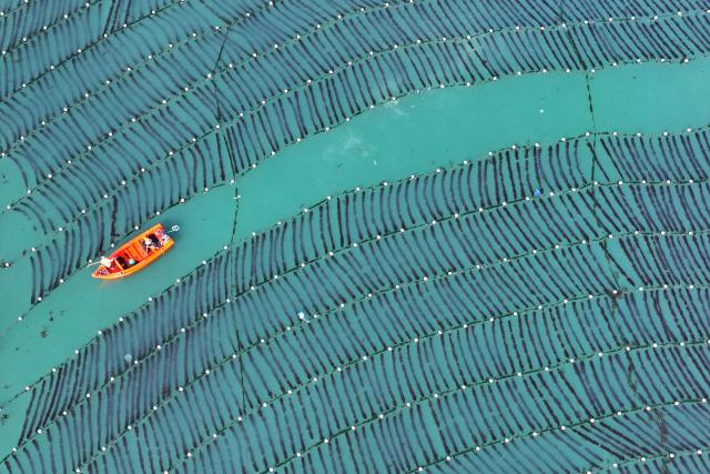 (251113) -- JINAN, Nov. 13, 2025 (Xinhua) -- An aerial drone photo taken on Nov. 11, 2025 shows workers taking care of the kelp seedlings at a kelp seedling cultivation area of a marine farm in Rongcheng City, east China's Shandong Province. As a province noted for its major marine fishery economy, Shandong has been actively building marine farms in recent years, aiming to continuously enrich the "blue food depot."
   To date, Shandong has built 139 "marine farms" at or above the provincial level, including 71 at the national level, or 38 percent of the country's total at the level. The province now boasts an integrated industrial chain for marine fishery that ranges from aquaculture, fishing to intensive processing.
   The output of marine aquatic products in Shandong reached 8.25 million tonnes with an added value exceeding 100 billion yuan (about 14.09 billion U.S. dollars) in 2024, topping among all regions at the provincial level in the country. (Photo by Wang Fudong/Xinhua)