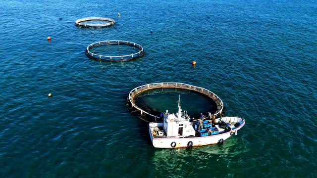 (251113) -- JINAN, Nov. 13, 2025 (Xinhua) -- An aerial drone photo taken on Nov. 10, 2025 shows workers aboard a boat maintaining cages at a marine farm in the West Coast New Area of Qingdao, east China's Shandong Province. As a province noted for its major marine fishery economy, Shandong has been actively building marine farms in recent years, aiming to continuously enrich the "blue food depot."
   To date, Shandong has built 139 "marine farms" at or above the provincial level, including 71 at the national level, or 38 percent of the country's total at the level. The province now boasts an integrated industrial chain for marine fishery that ranges from aquaculture, fishing to intensive processing.
   The output of marine aquatic products in Shandong reached 8.25 million tonnes with an added value exceeding 100 billion yuan (about 14.09 billion U.S. dollars) in 2024, topping among all regions at the provincial level in the country. (Photo by Yu Fangping/Xinhua)