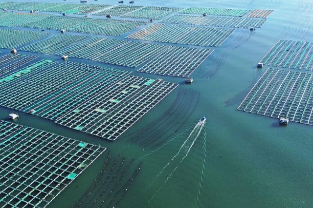 (251113) -- JINAN, Nov. 13, 2025 (Xinhua) -- An aerial drone photo taken on Nov. 10, 2025 shows a view of a breeding area at a marine farm in Rongcheng City, east China's Shandong Province. As a province noted for its major marine fishery economy, Shandong has been actively building marine farms in recent years, aiming to continuously enrich the "blue food depot."
   To date, Shandong has built 139 "marine farms" at or above the provincial level, including 71 at the national level, or 38 percent of the country's total at the level. The province now boasts an integrated industrial chain for marine fishery that ranges from aquaculture, fishing to intensive processing.
   The output of marine aquatic products in Shandong reached 8.25 million tonnes with an added value exceeding 100 billion yuan (about 14.09 billion U.S. dollars) in 2024, topping among all regions at the provincial level in the country. (Photo by Wang Fudong/Xinhua)