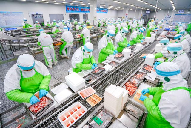 (251113) -- JINAN, Nov. 13, 2025 (Xinhua) -- Workers package sweet shrimp products at Shandong Meijia Group Co., Ltd. in Rizhao City, east China's Shandong Province, Nov. 10, 2025. As a province noted for its major marine fishery economy, Shandong has been actively building marine farms in recent years, aiming to continuously enrich the "blue food depot."
   To date, Shandong has built 139 "marine farms" at or above the provincial level, including 71 at the national level, or 38 percent of the country's total at the level. The province now boasts an integrated industrial chain for marine fishery that ranges from aquaculture, fishing to intensive processing.
   The output of marine aquatic products in Shandong reached 8.25 million tonnes with an added value exceeding 100 billion yuan (about 14.09 billion U.S. dollars) in 2024, topping among all regions at the provincial level in the country. (Photo by Wang Jingzhi/Xinhua)