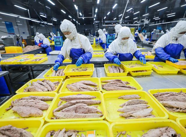(251113) -- JINAN, Nov. 13, 2025 (Xinhua) -- Workers process tuna products at a seafood processing enterprise in Rongcheng City, east China's Shandong Province, Nov. 12, 2025. As a province noted for its major marine fishery economy, Shandong has been actively building marine farms in recent years, aiming to continuously enrich the "blue food depot."
   To date, Shandong has built 139 "marine farms" at or above the provincial level, including 71 at the national level, or 38 percent of the country's total at the level. The province now boasts an integrated industrial chain for marine fishery that ranges from aquaculture, fishing to intensive processing.
   The output of marine aquatic products in Shandong reached 8.25 million tonnes with an added value exceeding 100 billion yuan (about 14.09 billion U.S. dollars) in 2024, topping among all regions at the provincial level in the country. (Photo by Li Xinjun/Xinhua)