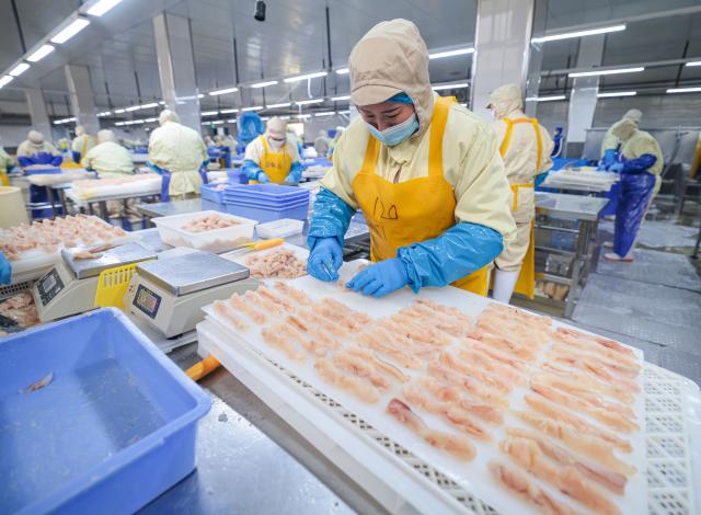 (251113) -- JINAN, Nov. 13, 2025 (Xinhua) -- Workers process cod products at an aquatic products processing enterprise in Lidao Township, Rongcheng City, east China's Shandong Province, Nov. 10, 2025. As a province noted for its major marine fishery economy, Shandong has been actively building marine farms in recent years, aiming to continuously enrich the "blue food depot."
   To date, Shandong has built 139 "marine farms" at or above the provincial level, including 71 at the national level, or 38 percent of the country's total at the level. The province now boasts an integrated industrial chain for marine fishery that ranges from aquaculture, fishing to intensive processing.
   The output of marine aquatic products in Shandong reached 8.25 million tonnes with an added value exceeding 100 billion yuan (about 14.09 billion U.S. dollars) in 2024, topping among all regions at the provincial level in the country. (Photo by Li Xinjun/Xinhua)