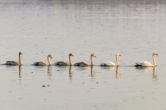 (251113) -- YUNCHENG, Nov. 13, 2025 (Xinhua) -- White swans are pictured on Pinglu Yellow River Wetland in Pinglu County of Yuncheng, north China's Shanxi Province, Nov. 11, 2025. The Pinglu Yellow River Wetland, covering over 6,000 hectares, has a pleasant climate and abundant food, and is one of the winter habitats for white swans in China. Migratory wild swans from Russia's Siberia come to the wetland to spend the winter every year. (Xinhua/Cao Yang)