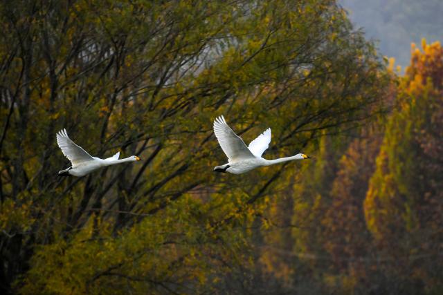 (251113) -- YUNCHENG, Nov. 13, 2025 (Xinhua) -- White swans are pictured on Pinglu Yellow River Wetland in Pinglu County of Yuncheng, north China's Shanxi Province, Nov. 11, 2025. The Pinglu Yellow River Wetland, covering over 6,000 hectares, has a pleasant climate and abundant food, and is one of the winter habitats for white swans in China. Migratory wild swans from Russia's Siberia come to the wetland to spend the winter every year. (Xinhua/Cao Yang)