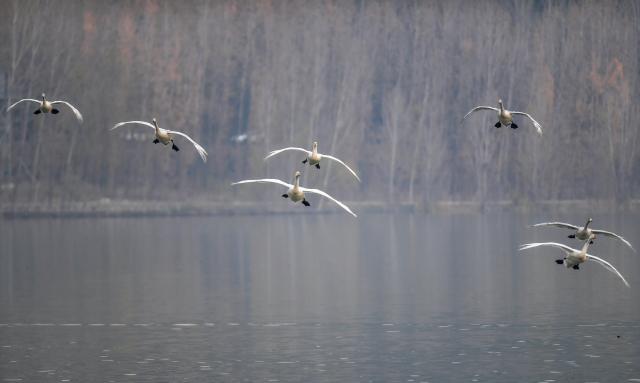 (251113) -- YUNCHENG, Nov. 13, 2025 (Xinhua) -- White swans are pictured on Pinglu Yellow River Wetland in Pinglu County of Yuncheng, north China's Shanxi Province, Nov. 12, 2025. The Pinglu Yellow River Wetland, covering over 6,000 hectares, has a pleasant climate and abundant food, and is one of the winter habitats for white swans in China. Migratory wild swans from Russia's Siberia come to the wetland to spend the winter every year. (Xinhua/Cao Yang)