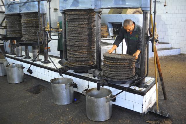 (251114) -- TEBOURBA, Nov. 14, 2025 (Xinhua) -- A worker produces olive oil with traditional methods at an olive oil workshop in Tebourba, Tunisia, Nov. 13, 2025.
  Tunisia is one of the world's major producers and exporters of olive oil. (Photo by Adel Ezzine/Xinhua)
