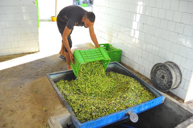 (251114) -- TEBOURBA, Nov. 14, 2025 (Xinhua) -- A worker collects fresh olives at an olive oil workshop in Tebourba, Tunisia, Nov. 13, 2025.
  Tunisia is one of the world's major producers and exporters of olive oil. (Photo by Adel Ezzine/Xinhua)