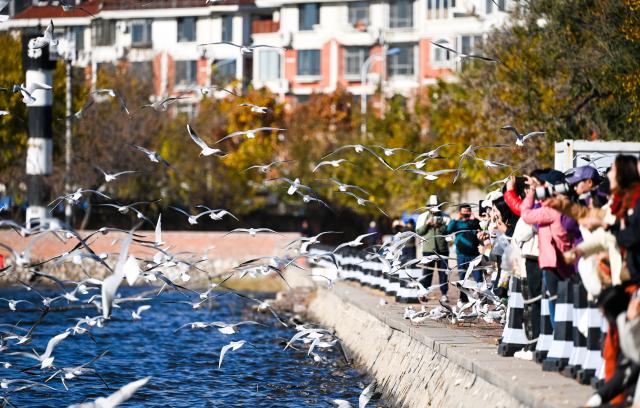 (251114) -- BEIJING, Nov. 14, 2025 (Xinhua) -- People view seagulls by the Haihe River in north China's Tianjin Municipality, Nov. 13, 2025.
  Thousands of seagulls have recently flocked to a dock by the Haihe River, turning it into a tourist attraction. (Xinhua/Zhao Zishuo)