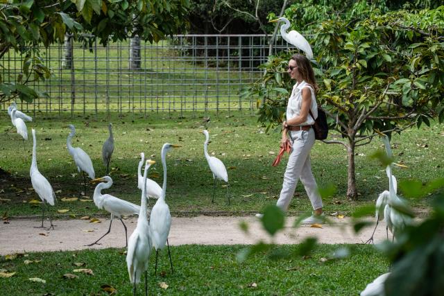(251114) -- BELEM, Nov. 14, 2025 (Xinhua) -- A visitor walks among egrets at an ecological park in Belem, Brazil, Nov. 13, 2025.
  The 30th United Nations climate change conference (COP30) opened here on Monday and will last until Nov. 21. (Xinhua/Wang Tiancong)