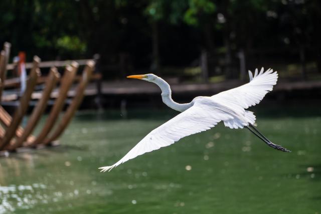 (251114) -- BELEM, Nov. 14, 2025 (Xinhua) -- An egret flies over a lake at an ecological park in Belem, Brazil, Nov. 13, 2025.
  The 30th United Nations climate change conference (COP30) opened here on Monday and will last until Nov. 21. (Xinhua/Wang Tiancong)