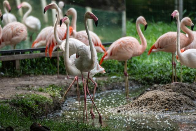 (251114) -- BELEM, Nov. 14, 2025 (Xinhua) -- Flamingos are pictured at an ecological park in Belem, Brazil, Nov. 13, 2025.
  The 30th United Nations climate change conference (COP30) opened here on Monday and will last until Nov. 21. (Xinhua/Wang Tiancong)