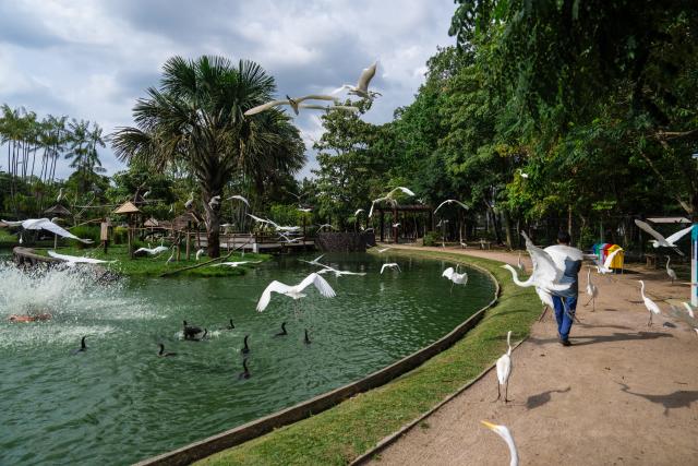 (251114) -- BELEM, Nov. 14, 2025 (Xinhua) -- Birds fly at an ecological park in Belem, Brazil, Nov. 13, 2025.
  The 30th United Nations climate change conference (COP30) opened here on Monday and will last until Nov. 21. (Xinhua/Wang Tiancong)