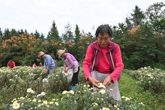 (251114) -- CHONGQING, Nov. 14, 2025 (Xinhua) -- Workers pick chrysanthemum blossoms at the ecological park of Three Gorges Yang Ju in Yunyang County, southwest China's Chongqing, Nov. 5, 2025.
  TO GO WITH "Economic Watch: Chrysanthemums bring prosperity to SW China mountain county" (Xinhua/Xiao Xiao)