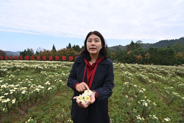 (251114) -- CHONGQING, Nov. 14, 2025 (Xinhua) -- Yang Xuemei, general manager of Yunyang Yunshan Agricultural Development Co., Ltd., introduces the high-mountain organic chrysanthemum known as Three Gorges Yang Ju, in Yunyang County, southwest China's Chongqing, Nov. 5, 2025.
  TO GO WITH "Economic Watch: Chrysanthemums bring prosperity to SW China mountain county" (Xinhua/Xiao Xiao)