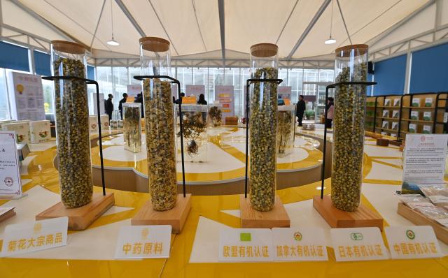 (251114) -- CHONGQING, Nov. 14, 2025 (Xinhua) -- This photo shows products of the Three Gorges Yang Ju chrysanthemum brand at its ecological park in Yunyang County, southwest China's Chongqing, Nov. 5, 2025.
  TO GO WITH "Economic Watch: Chrysanthemums bring prosperity to SW China mountain county" (Xinhua/Xiao Xiao)