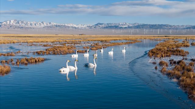 (251114) -- AKSAY, Nov. 14, 2025 (Xinhua) -- A drone photo taken on Nov. 14, 2025 shows whooper swans at the Xiaosugan lake wetland in Kazak Autonomous County of Aksay, northwest China's Gansu Province. (Xinhua/Lang Bingbing)