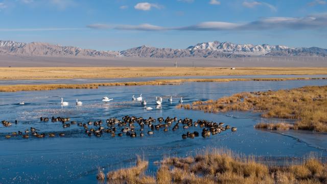 (251114) -- AKSAY, Nov. 14, 2025 (Xinhua) -- A drone photo taken on Nov. 14, 2025 shows whooper swans at the Xiaosugan lake wetland in Kazak Autonomous County of Aksay, northwest China's Gansu Province. (Xinhua/Lang Bingbing)
