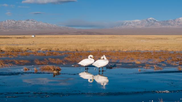 (251114) -- AKSAY, Nov. 14, 2025 (Xinhua) -- A drone photo taken on Nov. 14, 2025 shows whooper swans at the Xiaosugan lake wetland in Kazak Autonomous County of Aksay, northwest China's Gansu Province. (Xinhua/Lang Bingbing)