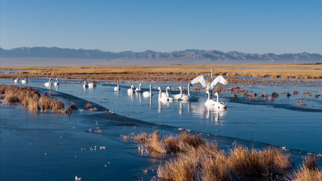 (251114) -- AKSAY, Nov. 14, 2025 (Xinhua) -- A drone photo taken on Nov. 14, 2025 shows whooper swans at the Xiaosugan lake wetland in Kazak Autonomous County of Aksay, northwest China's Gansu Province. (Xinhua/Lang Bingbing)