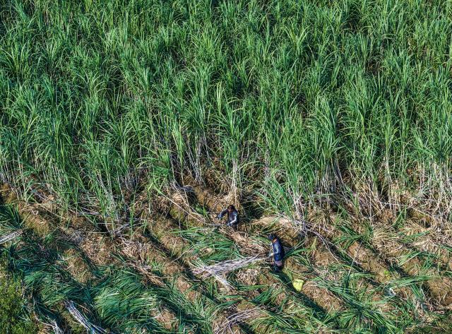(251115) -- YIWU, Nov. 15, 2025 (Xinhua) -- A drone photo shows workers harvesting sugarcane in Yiwu City, east China's Zhejiang Province, Nov. 15, 2025.
  Boasting a history of making brown sugar for more than 300 years, Yiwu is known as the "home of brown sugar." Processed via traditional methods involving iron pot boiling and firewood heating to ensure the purity of the sugar, the resulting sugar has a light yellow color with a hint of cyan. (Xinhua/Xu Yu)