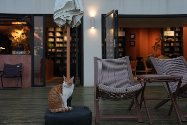 (251115) -- NINGBO, Nov. 15, 2025 (Xinhua) -- A cat is pictured at a cafe in Dongshan Village of Xikou Town in Ningbo City, east China's Zhejiang Province, Nov. 13, 2025.
  With its prime geographical location, rich resources and improved infrastructure, Dongshan Village has in recent years witnessed rapid development in tourism through rural collective management program.
   Young people involved in the program have rooted themselves here to run homestays and cafes, using their professional expertise to activate rural resources and truly benefit the villagers. (Xinhua/Huang Zongzhi)