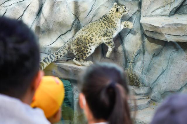 (251115) -- XINING, Nov. 15, 2025 (Xinhua) -- Visitors watch a snow leopard at Xining Wildlife Park in northwest China's Qinghai Province, Nov. 15, 2025. The leopard house at Xining Wildlife Park reopened to the public after a month-long renovation. (Xinhua/Qi Zhiyue)