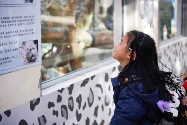 (251115) -- XINING, Nov. 15, 2025 (Xinhua) -- A child reads the story of a rescued snow leopard at Xining Wildlife Park in northwest China's Qinghai Province, Nov. 15, 2025. The leopard house at Xining Wildlife Park reopened to the public after a month-long renovation. (Xinhua/Qi Zhiyue)