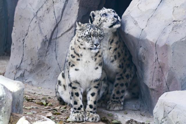 (251115) -- XINING, Nov. 15, 2025 (Xinhua) -- Snow leopards are seen at Xining Wildlife Park in northwest China's Qinghai Province, Nov. 15, 2025. The leopard house at Xining Wildlife Park reopened to the public after a month-long renovation. (Xinhua/Qi Zhiyue)