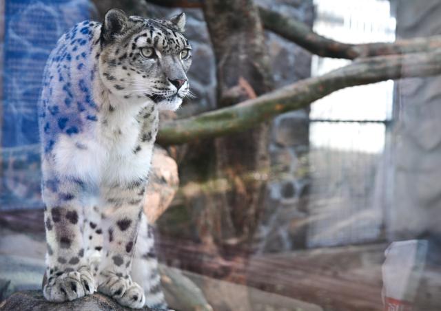 (251115) -- XINING, Nov. 15, 2025 (Xinhua) -- A snow leopard is seen at Xining Wildlife Park in northwest China's Qinghai Province, Nov. 15, 2025. The leopard house at Xining Wildlife Park reopened to the public after a month-long renovation. (Xinhua/Qi Zhiyue)