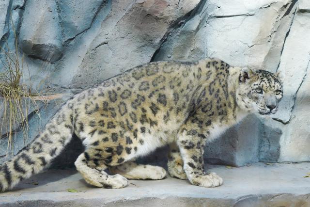 (251115) -- XINING, Nov. 15, 2025 (Xinhua) -- A snow leopard is seen at Xining Wildlife Park in northwest China's Qinghai Province, Nov. 15, 2025. The leopard house at Xining Wildlife Park reopened to the public after a month-long renovation. (Xinhua/Qi Zhiyue)