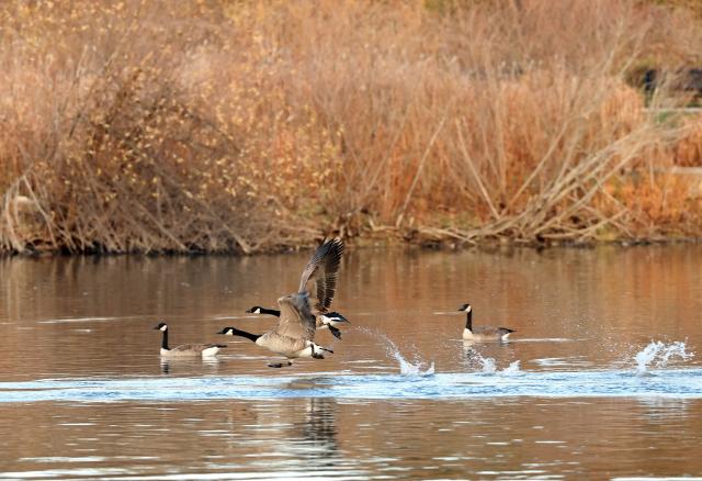 (251116) -- MARKHAM, Nov. 16, 2025 (Xinhua) -- Canada geese (Branta canadensis) migrating to the east coast of the United States are pictured at Berczy Park North in Markham, Ontario, Canada, Nov. 14, 2025. (Photo by Yang Shu/Xinhua)
