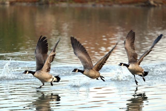 (251116) -- MARKHAM, Nov. 16, 2025 (Xinhua) -- Three Canada geese (Branta canadensis) migrating to the east coast of the United States are pictured at Berczy Park North in Markham, Ontario, Canada, Nov. 14, 2025. (Photo by Yang Shu/Xinhua)